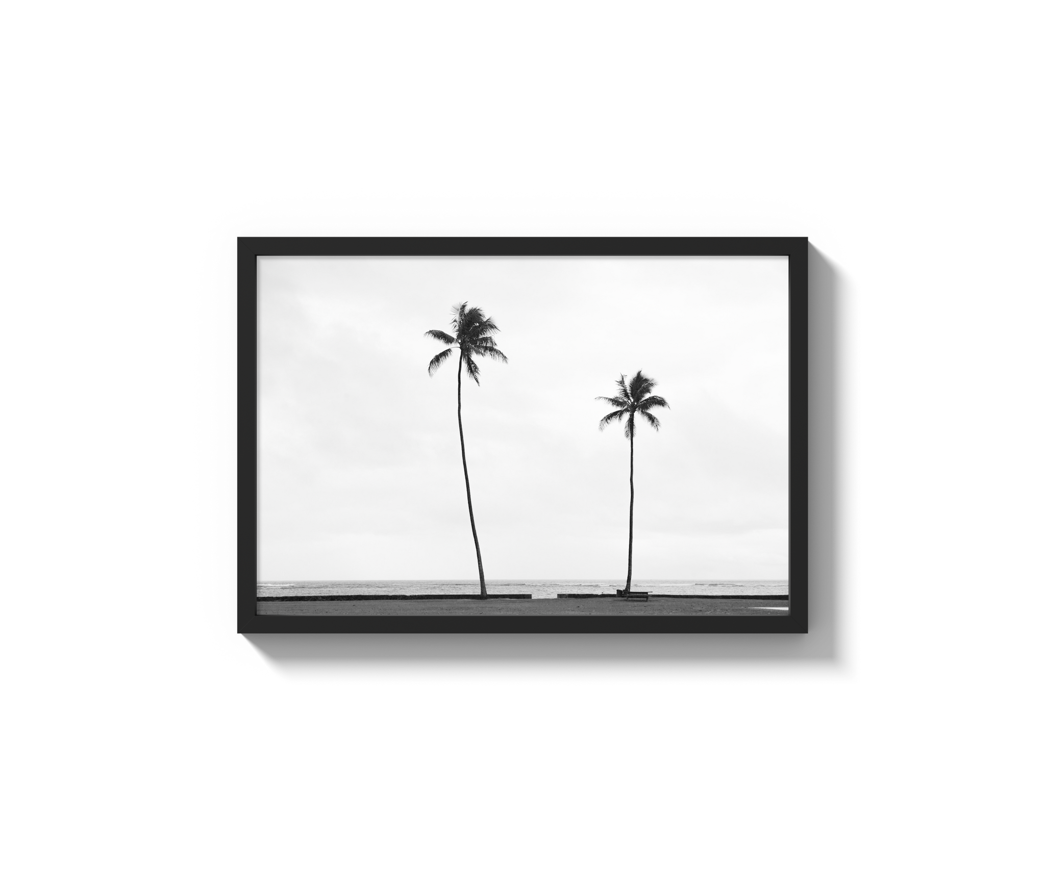 Palm Trees