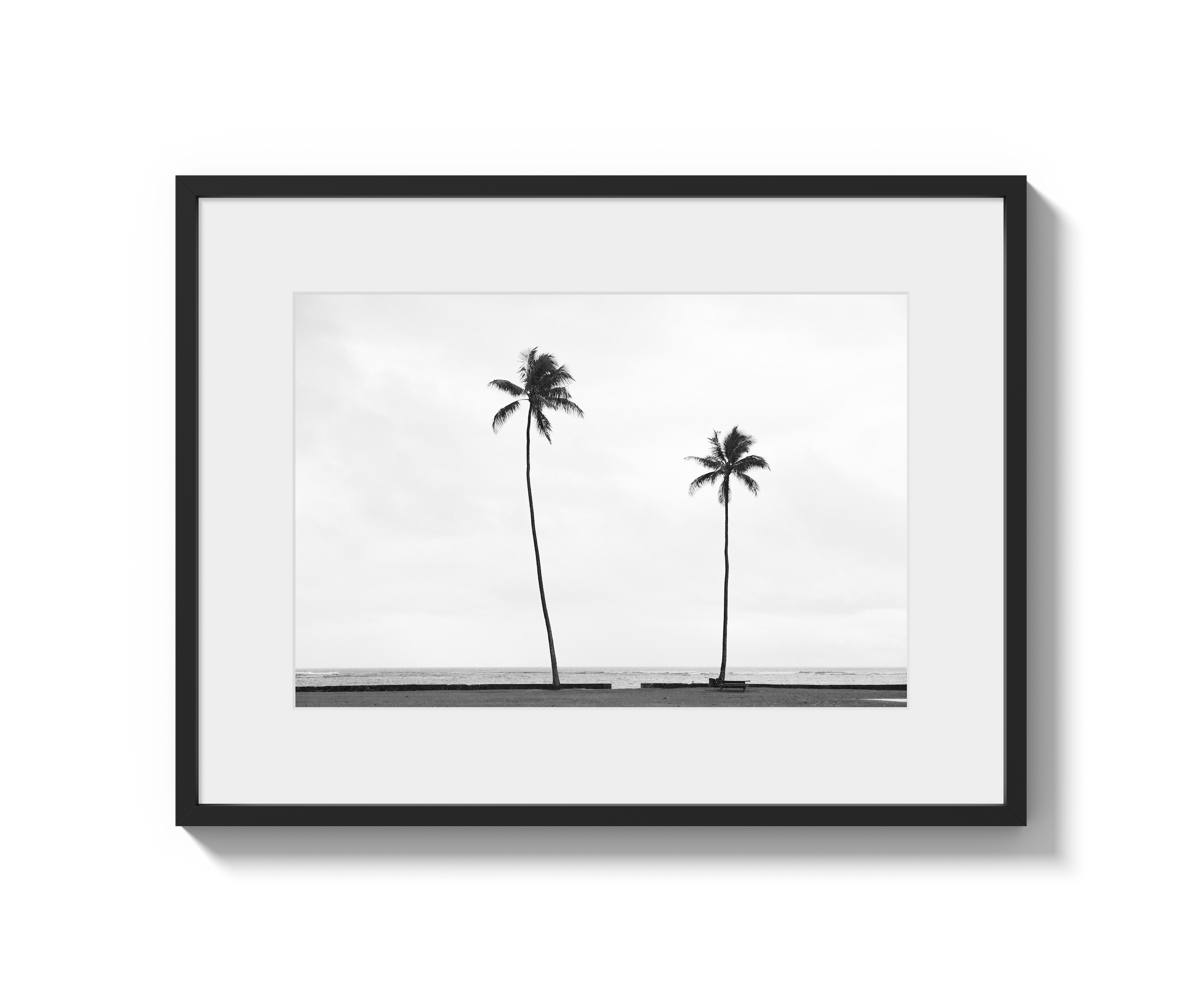 Palm Trees