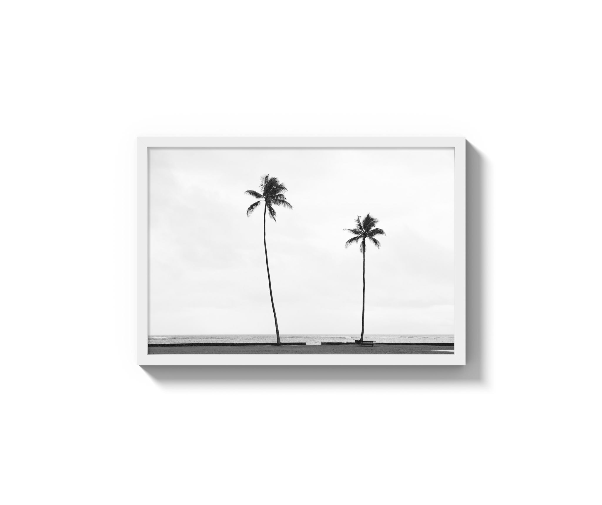 Palm Trees