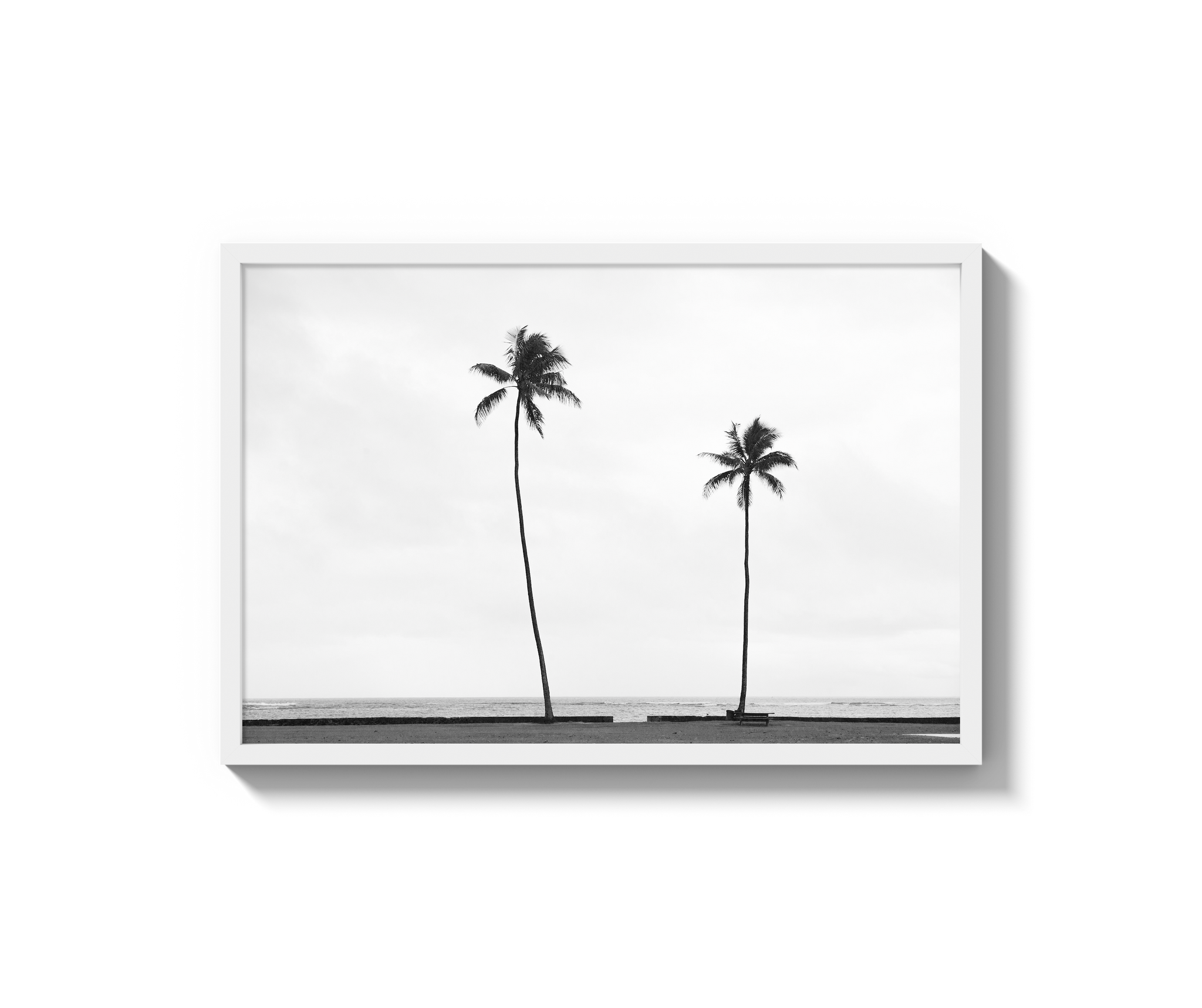 Palm Trees