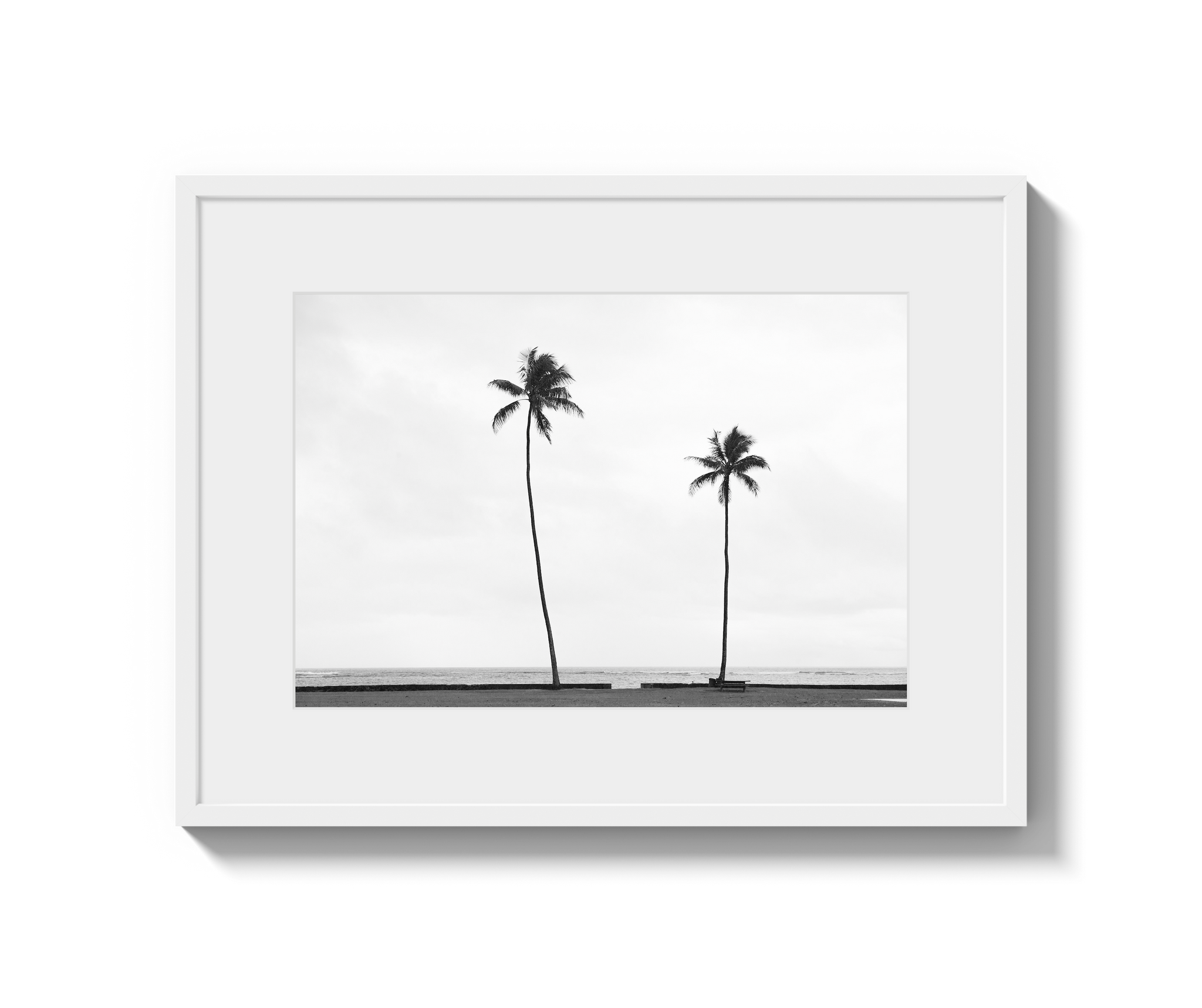 Palm Trees