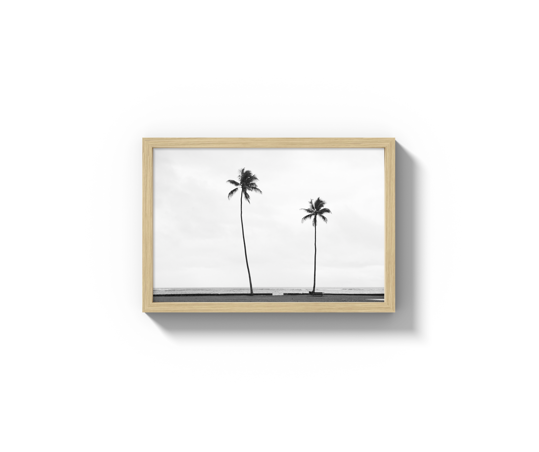 Palm Trees