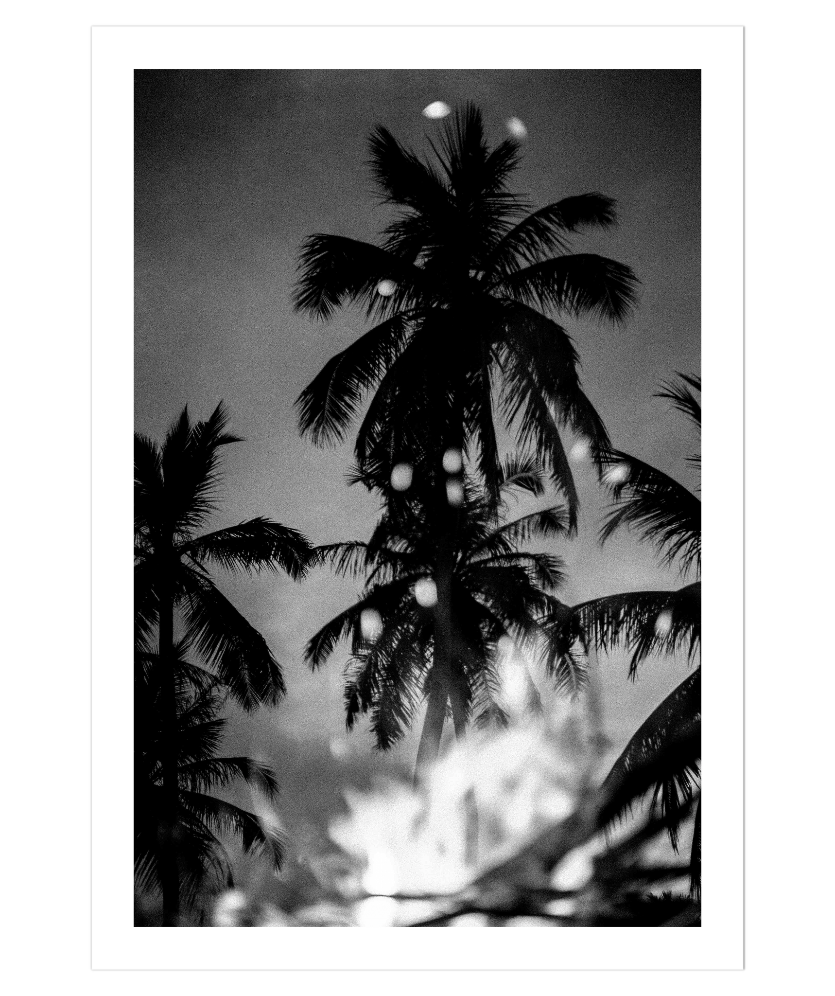 Palms