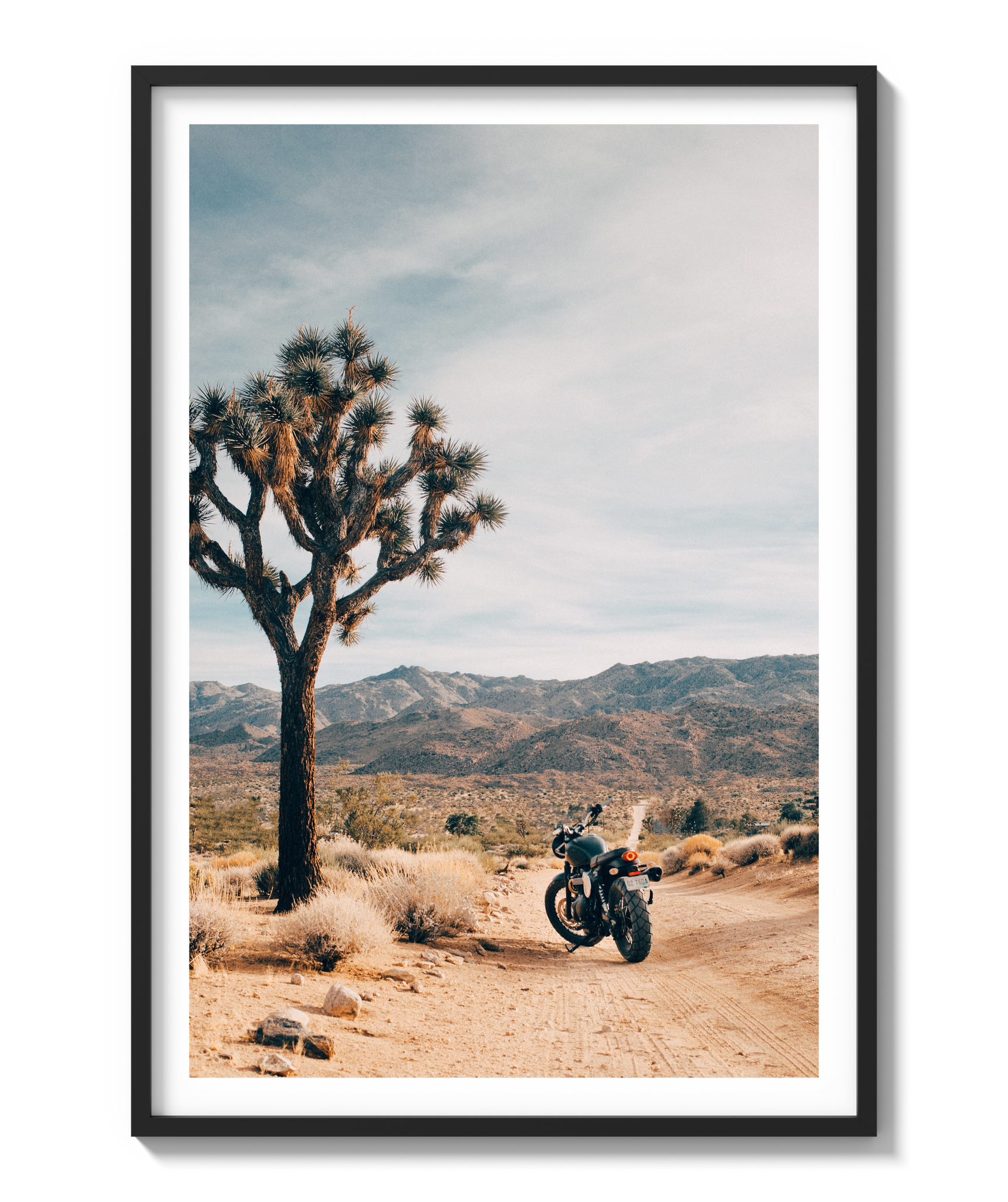 Joshua Tree IV