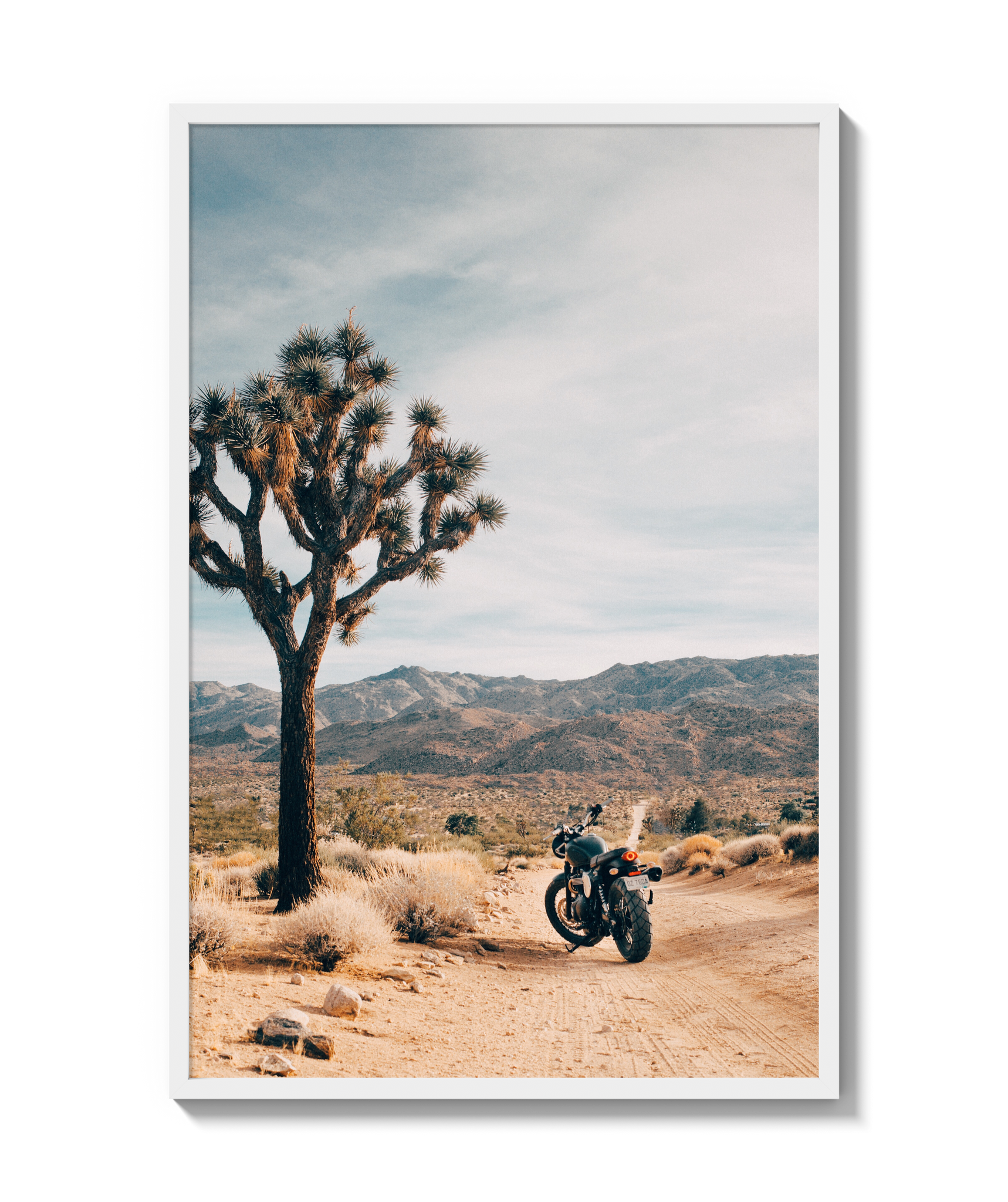 Joshua Tree IV