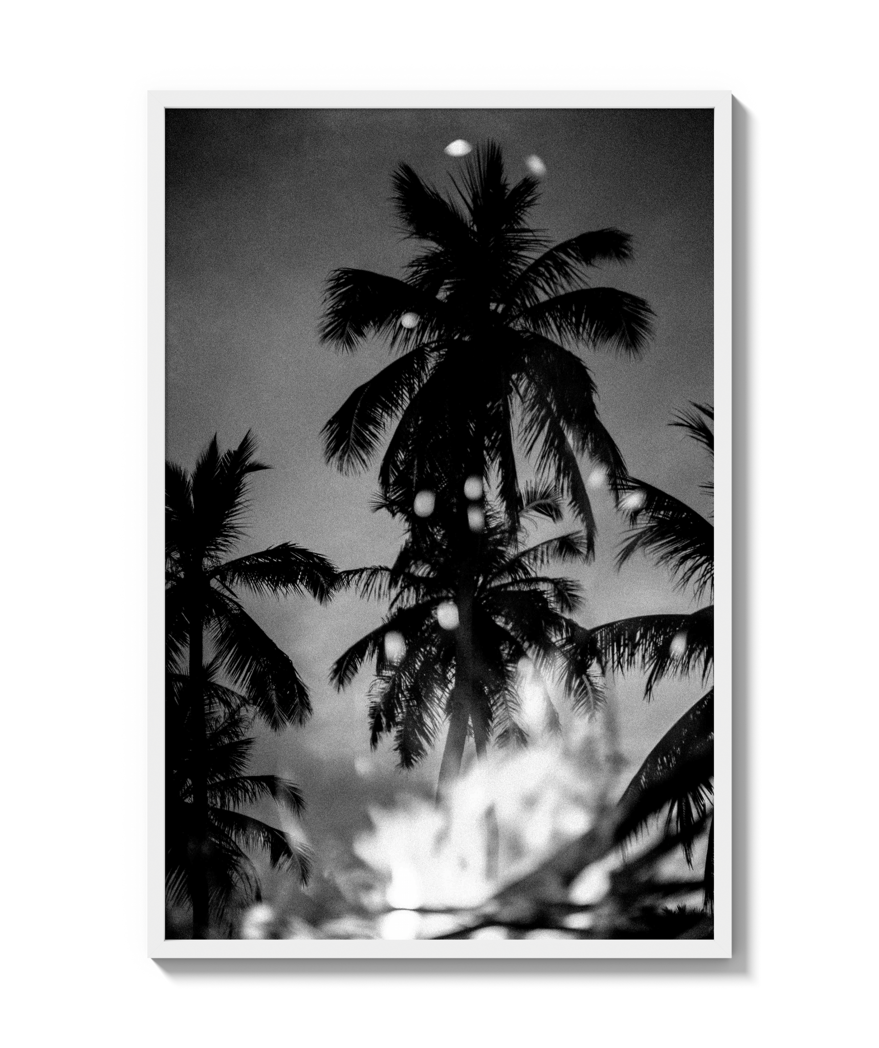 Palms