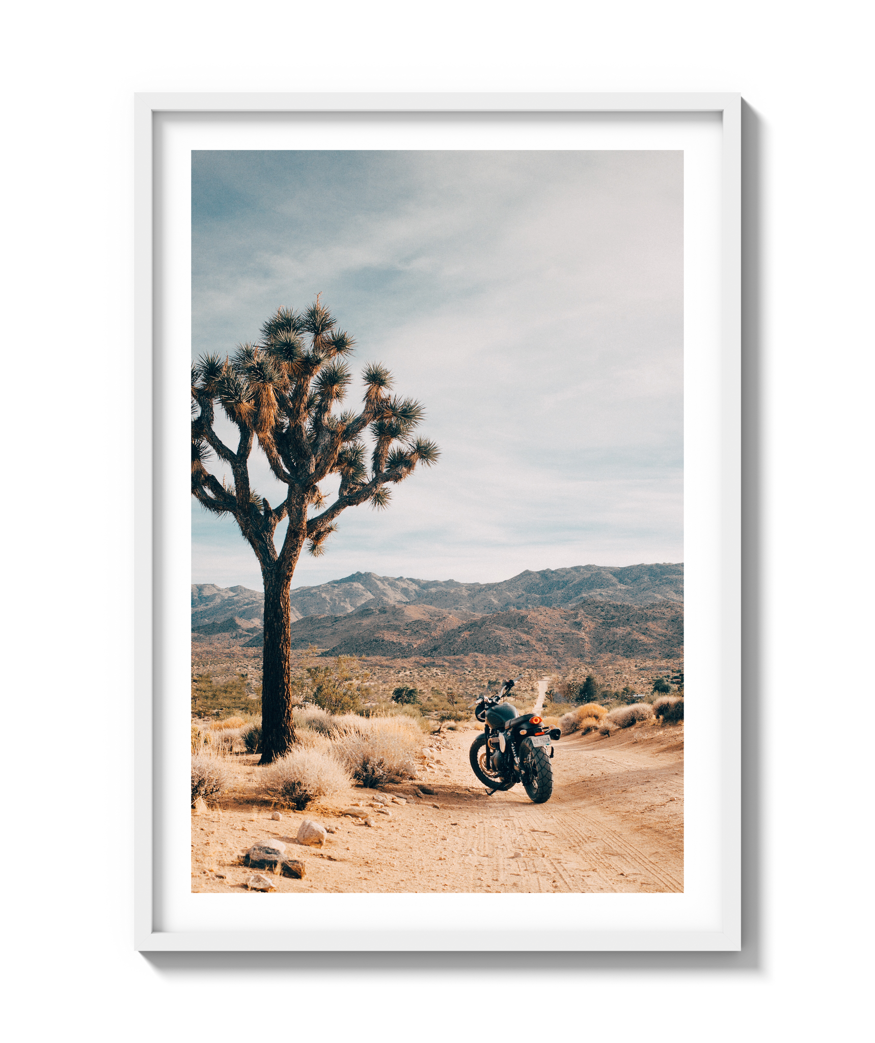 Joshua Tree IV