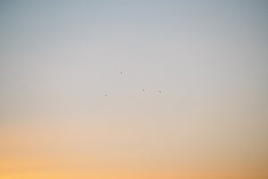 Birds of a Feather