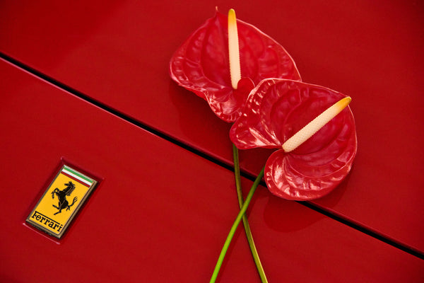 Anthurium Dream