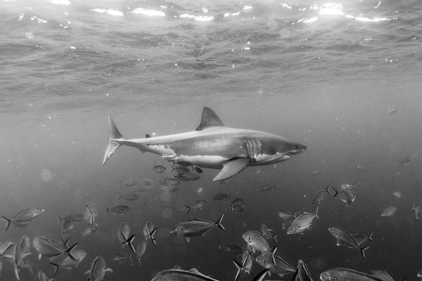 Great White