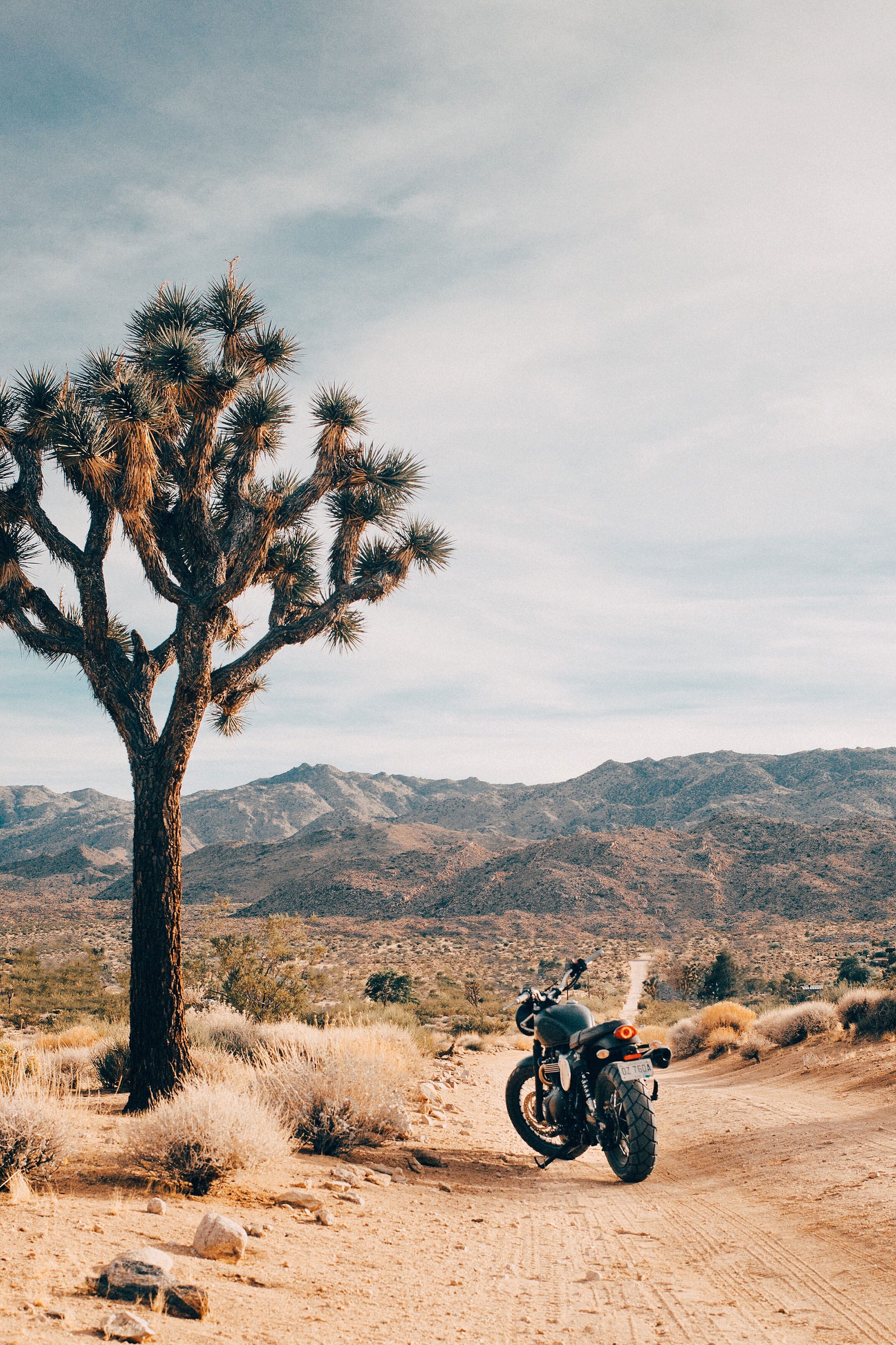 Joshua Tree Rick Riordan Joshua Tree IV – House of Spoils