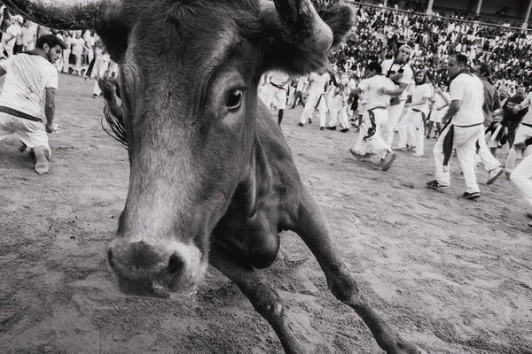 The-Bull_grande.jpg?v=1739986802
